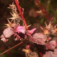 Hibiscus acetosella Welw. ex Hiern
